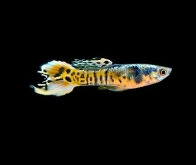 Poecilia Endleri “El Tigre” | Poecilia wingei