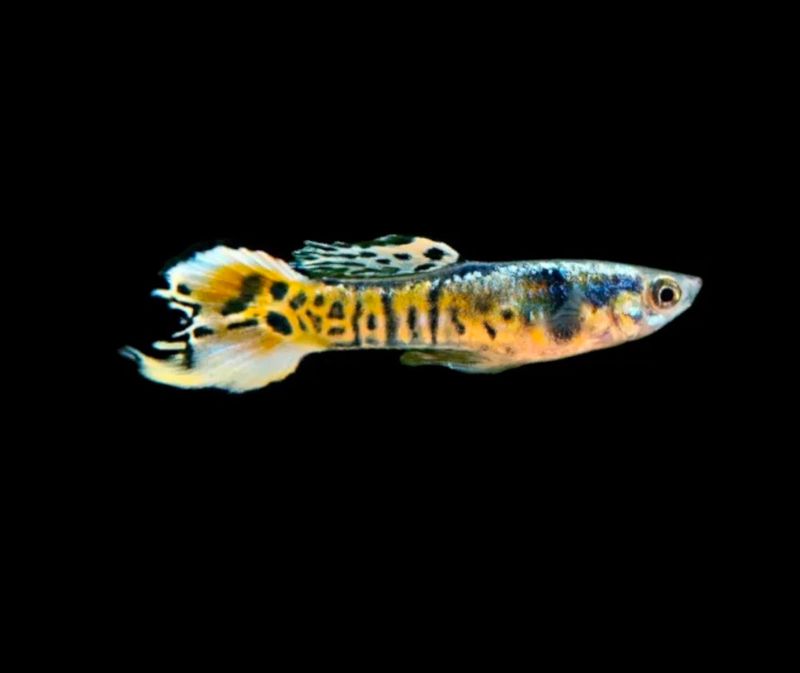 Poecilia Endleri “El Tigre” | Poecilia wingei