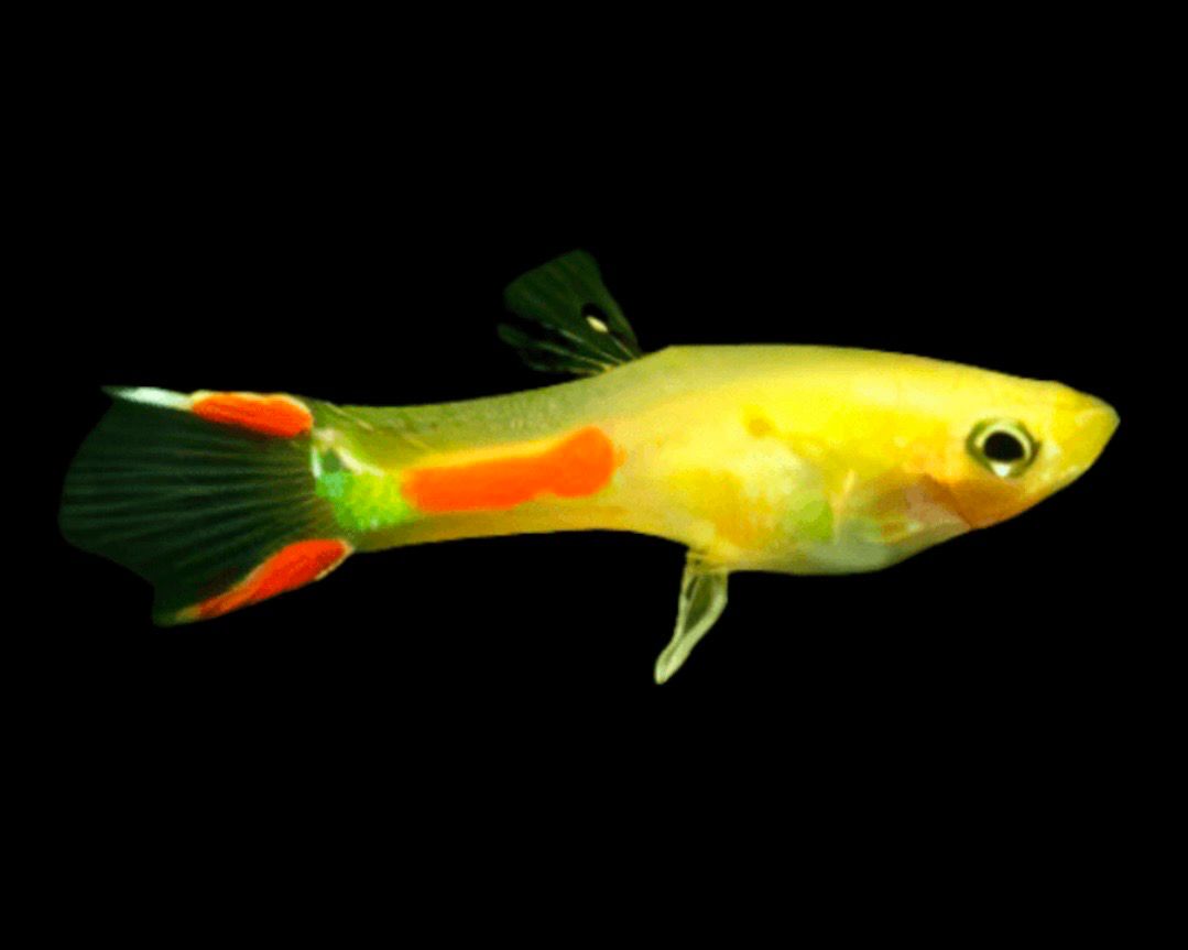Poecilia Endleri Oro | Poecilia wingei