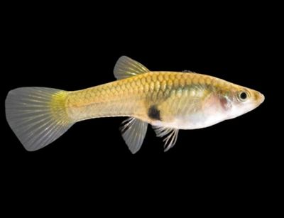 Poecilia Endleri Hembra | Poecilia wingei/endleri