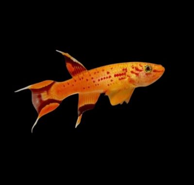 Peces De Acuario