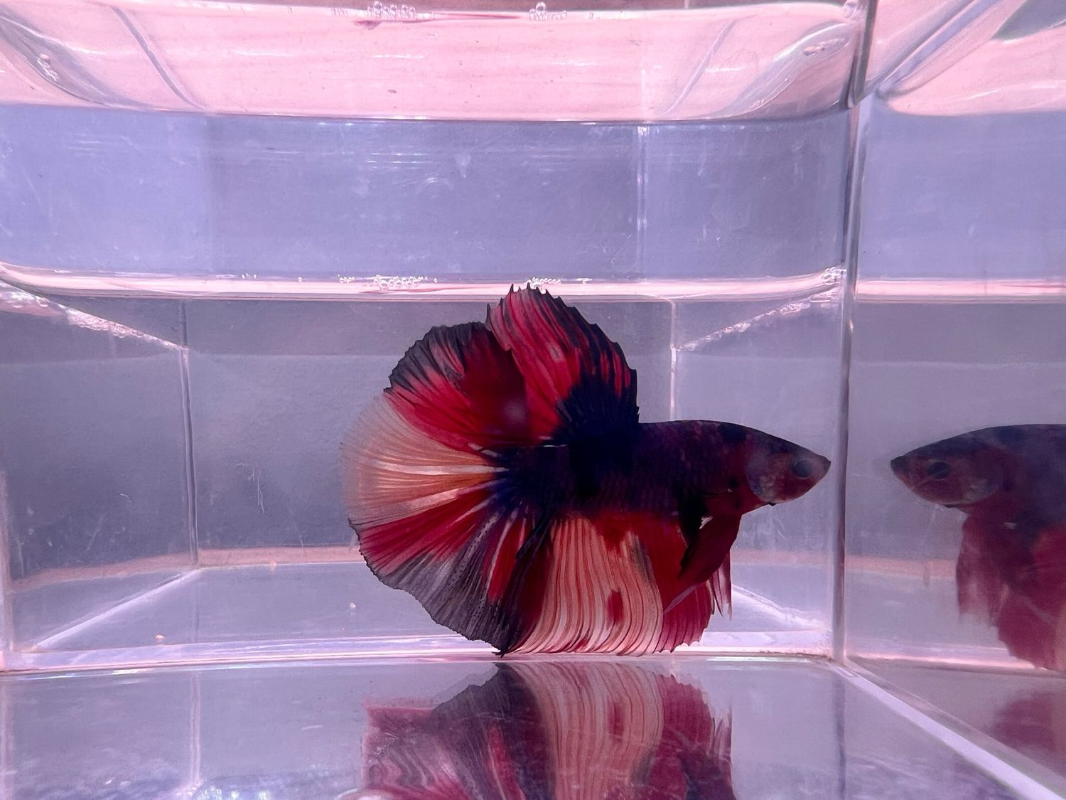 Betta Macho Selección 