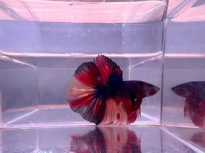 Betta Macho Selección 