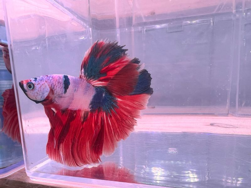 Betta Macho Selección 