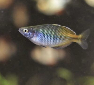 Melatoenia boesemani XL
