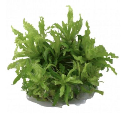 Pogostemon helferi maceta