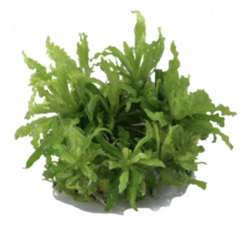 Pogostemon helferi maceta