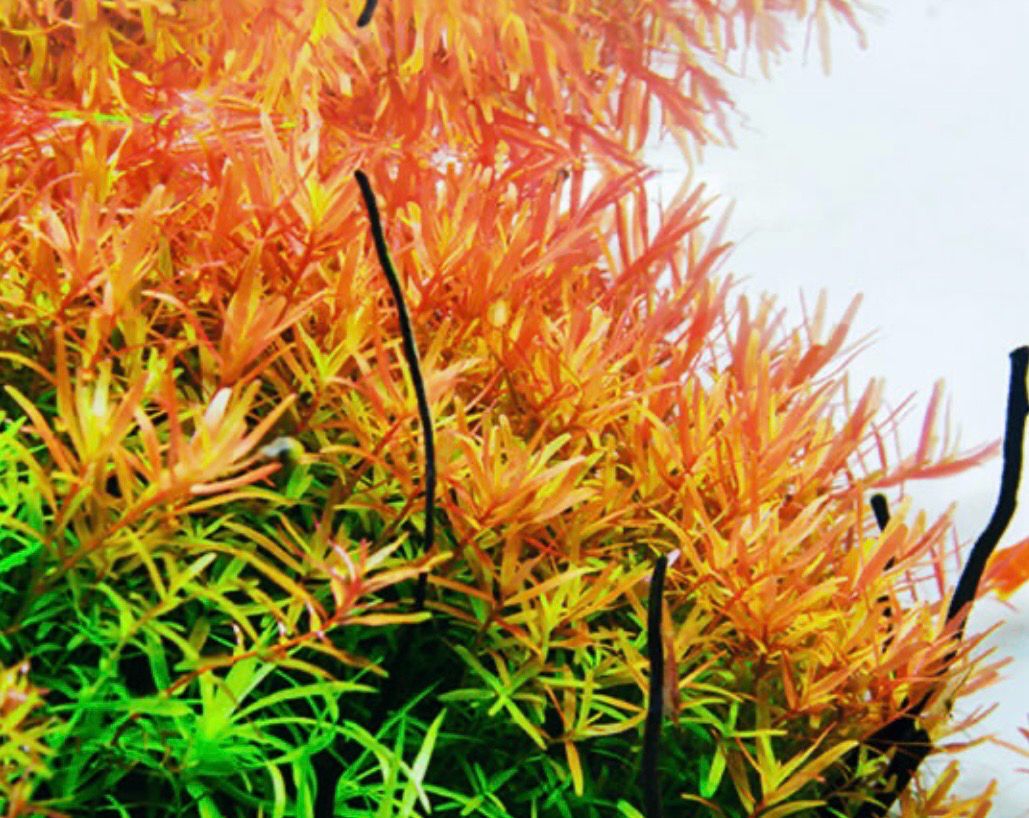 Rotala sp. ‘Ceylon’ Maceta