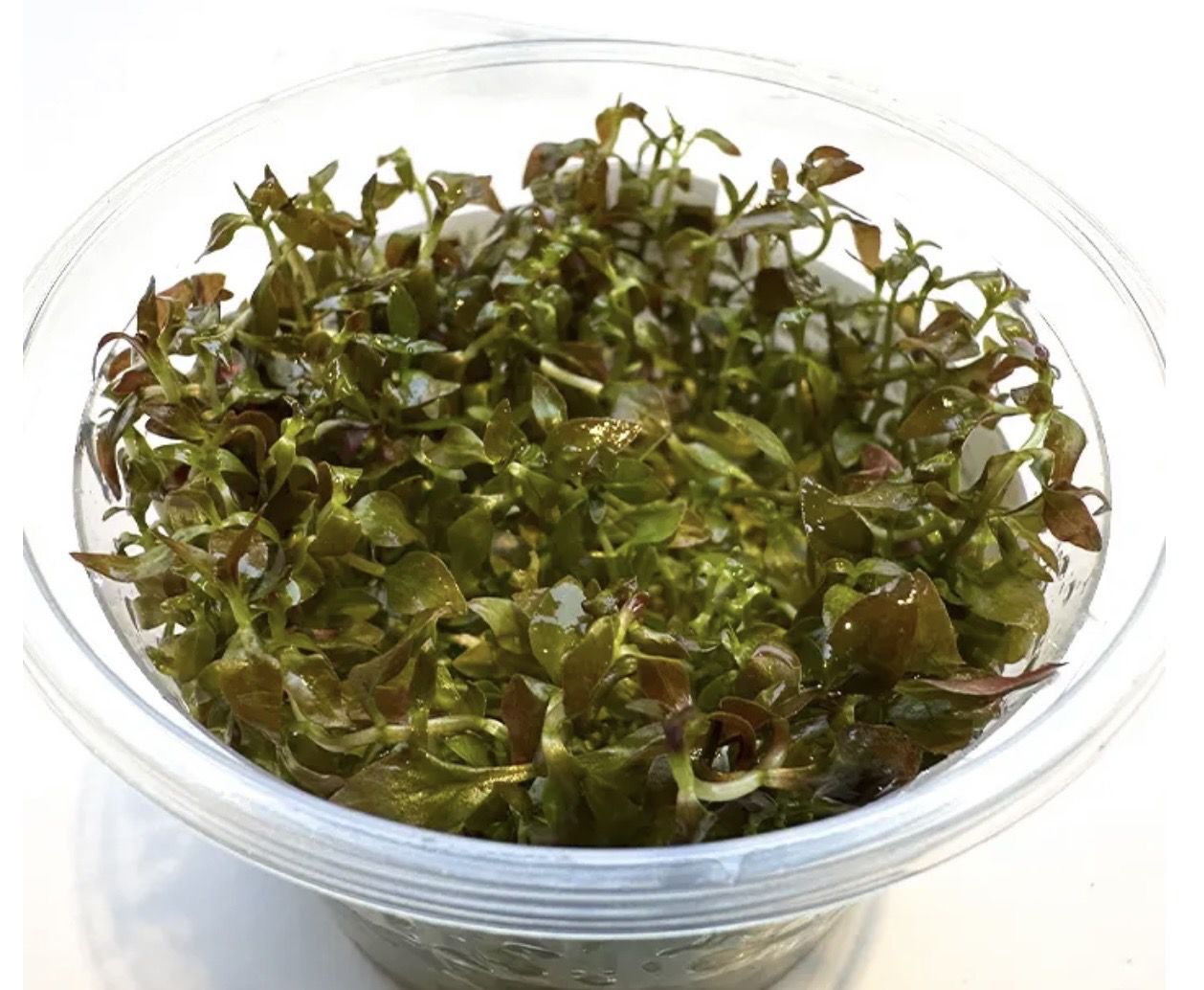 Ludwigia Palustris super mini red in vitro