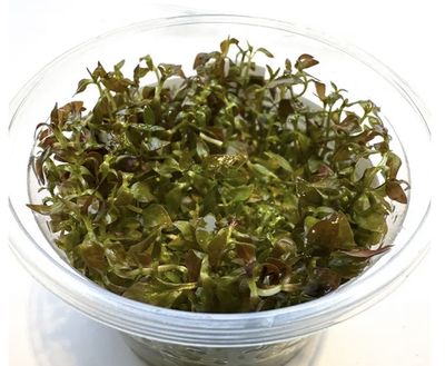 Ludwigia Palustris super mini red in vitro