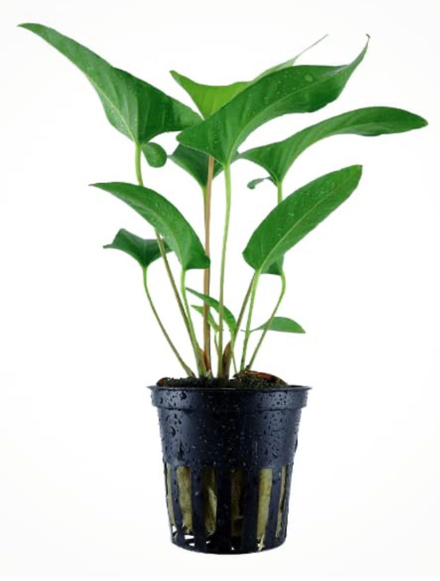 Anubias Gracilis Maceta