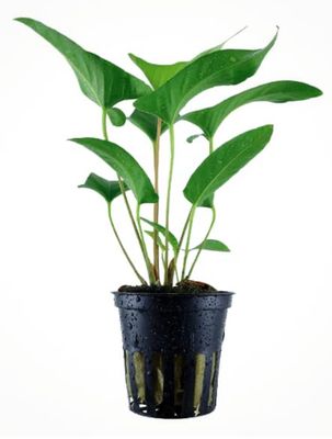 Anubias Gracilis Maceta