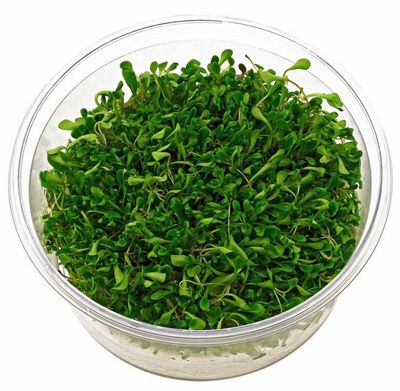 GLOSSOSTIGMA ELATINOIDES IN VITRO