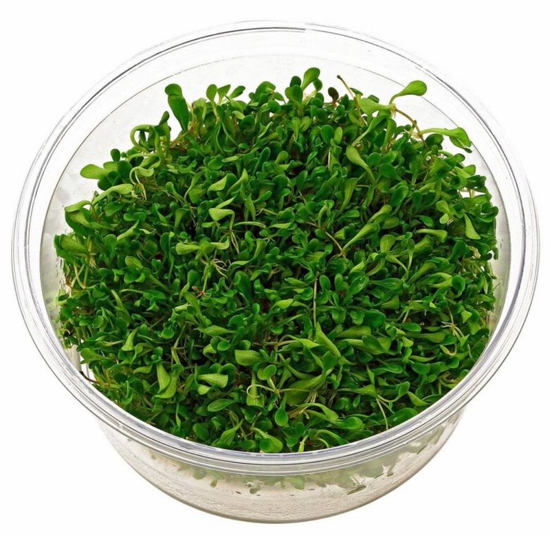 GLOSSOSTIGMA ELATINOIDES IN VITRO
