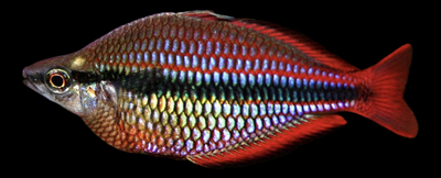 Arco iris