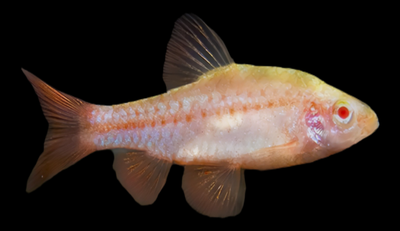Barbo Cereza Albino | Puntius titteya