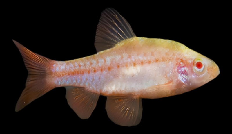 Barbo Cereza Albino | Puntius titteya