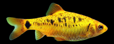 Barbo Oro | Barbus Schuberti