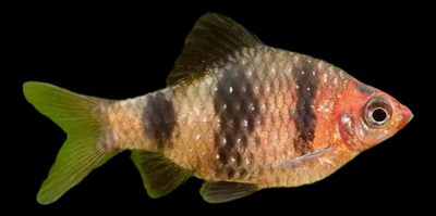 Barbo Rubí | Puntius nigrofasciatus