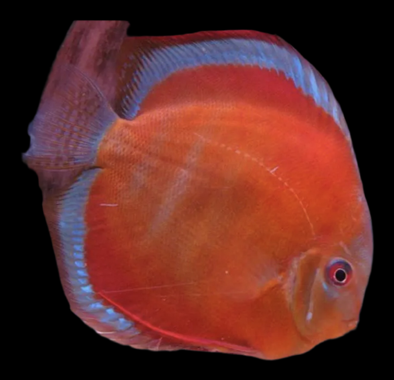Disco San Merah 7-9cm