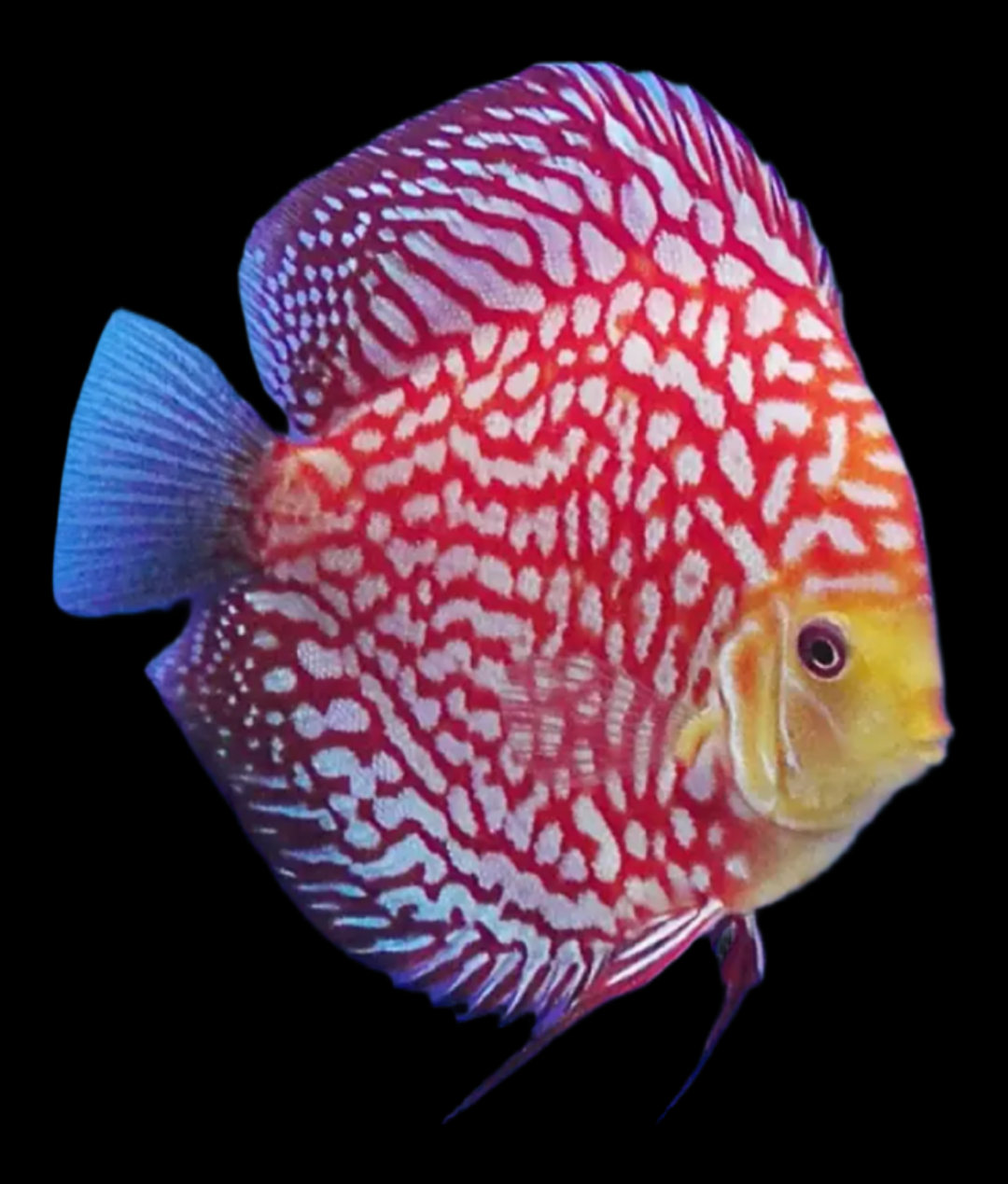 Disco Polka 8-9cm