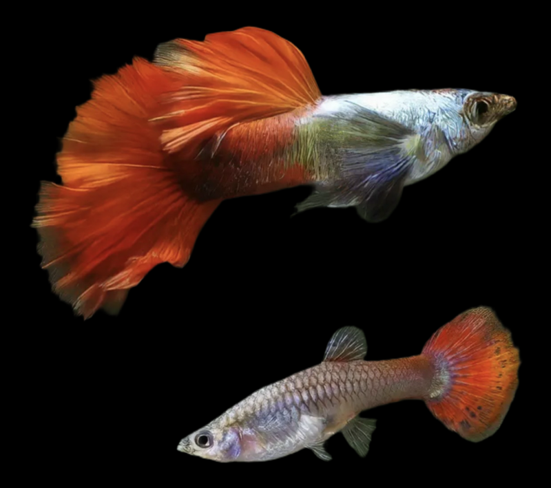 Guppy Dumbo Red Saphire | Lebistes reticulatus