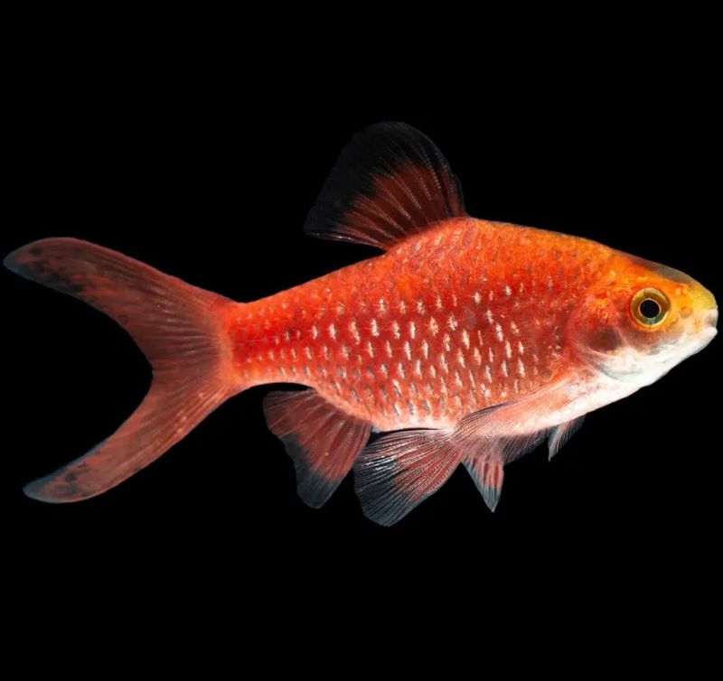 Barbo Conchonius amarillo/rojo | Puntius conchonius