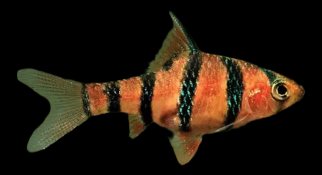 Barbo Pentazona