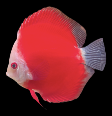 Disco Red Melon 8-9cm
