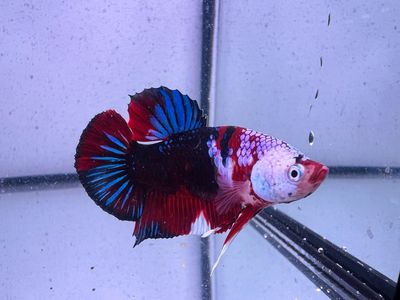 Betta selección Macho
