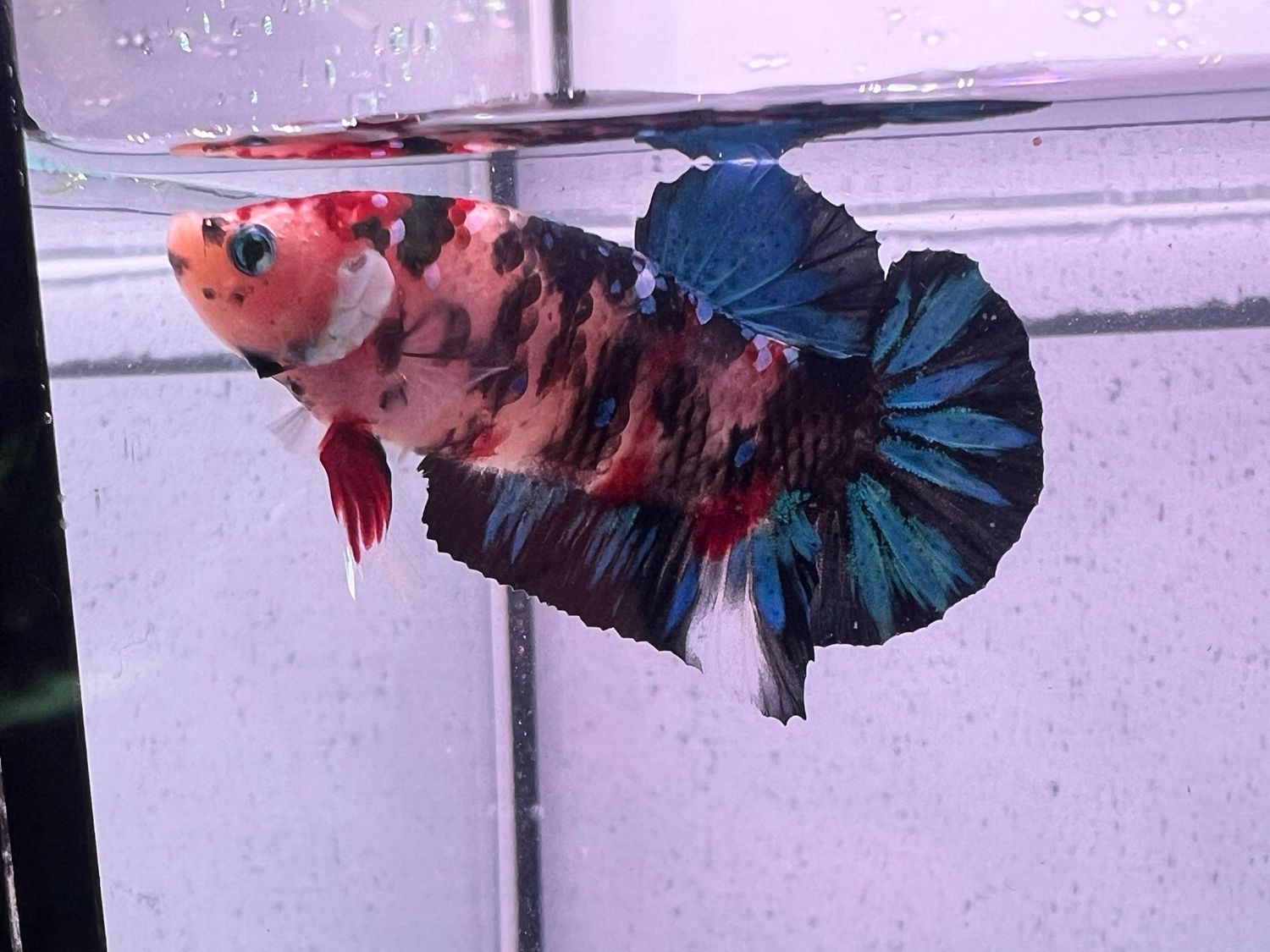 Betta selección Macho