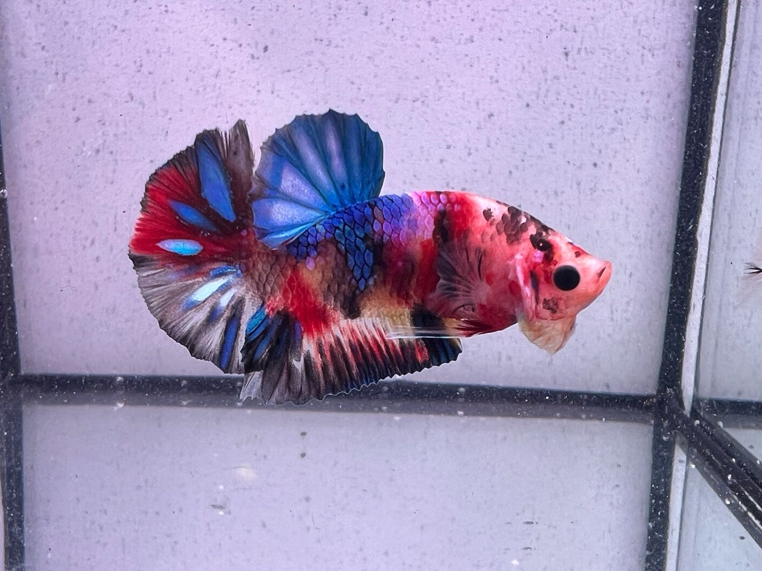 Betta selección Macho