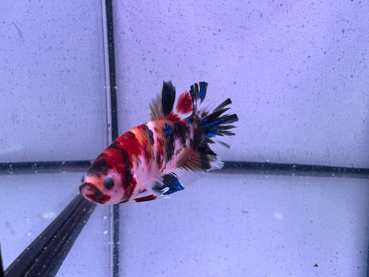 Betta selección Macho