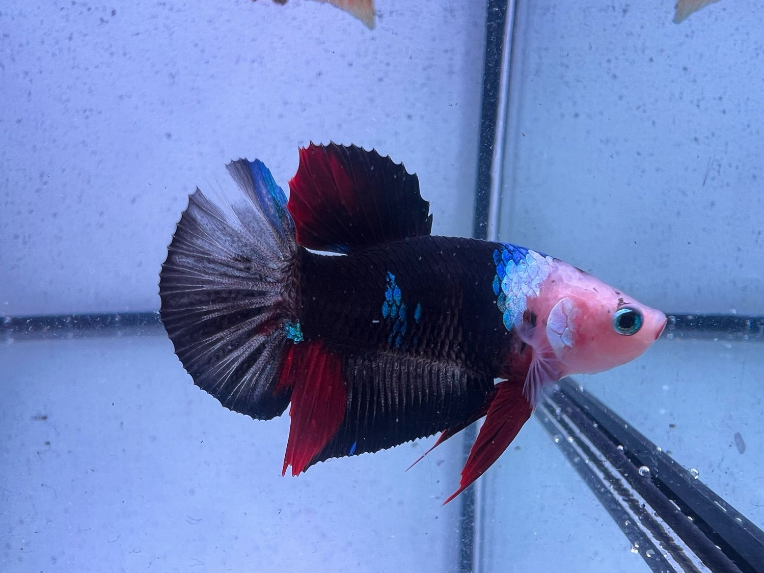 Betta selección Macho