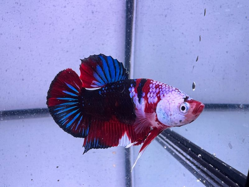 Betta selección Macho