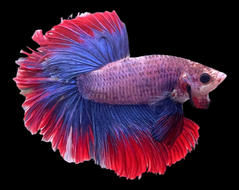 Betta selección Macho