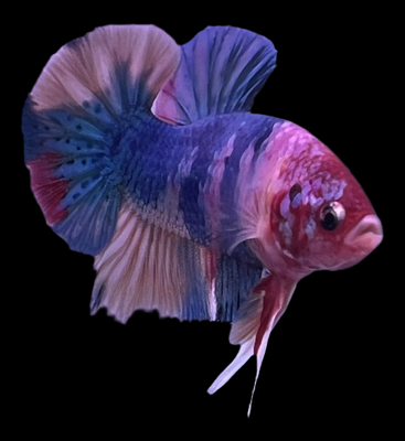 Betta selección Macho