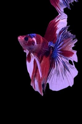 Betta selección Macho