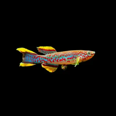 Killie Aphyosemion Gardneri | Aphyosemion gardneri PAREJA