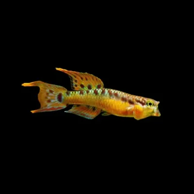 Killie Aphyosemion Bivittatum Funge | Aphyosemion bivittatum Funge PAREJA