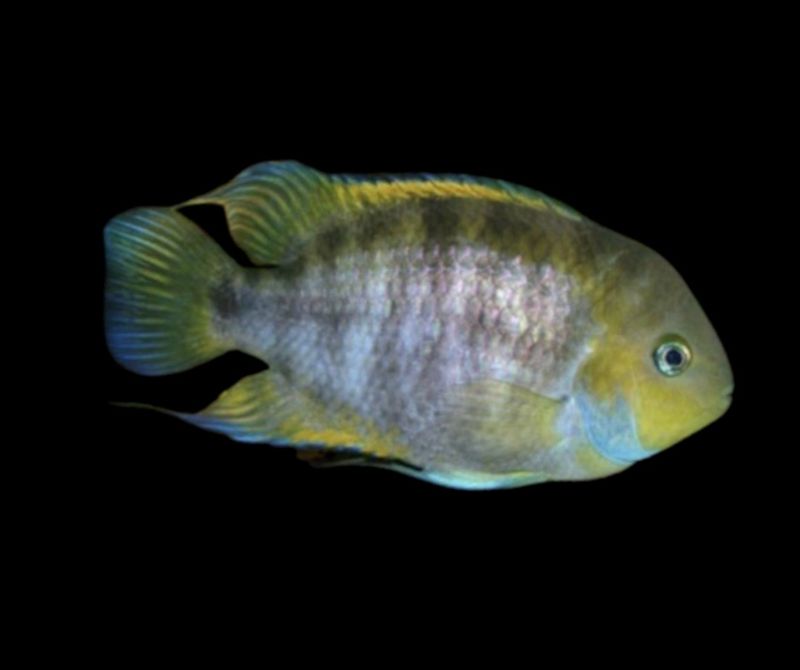 CICHLASOMA SAJICA