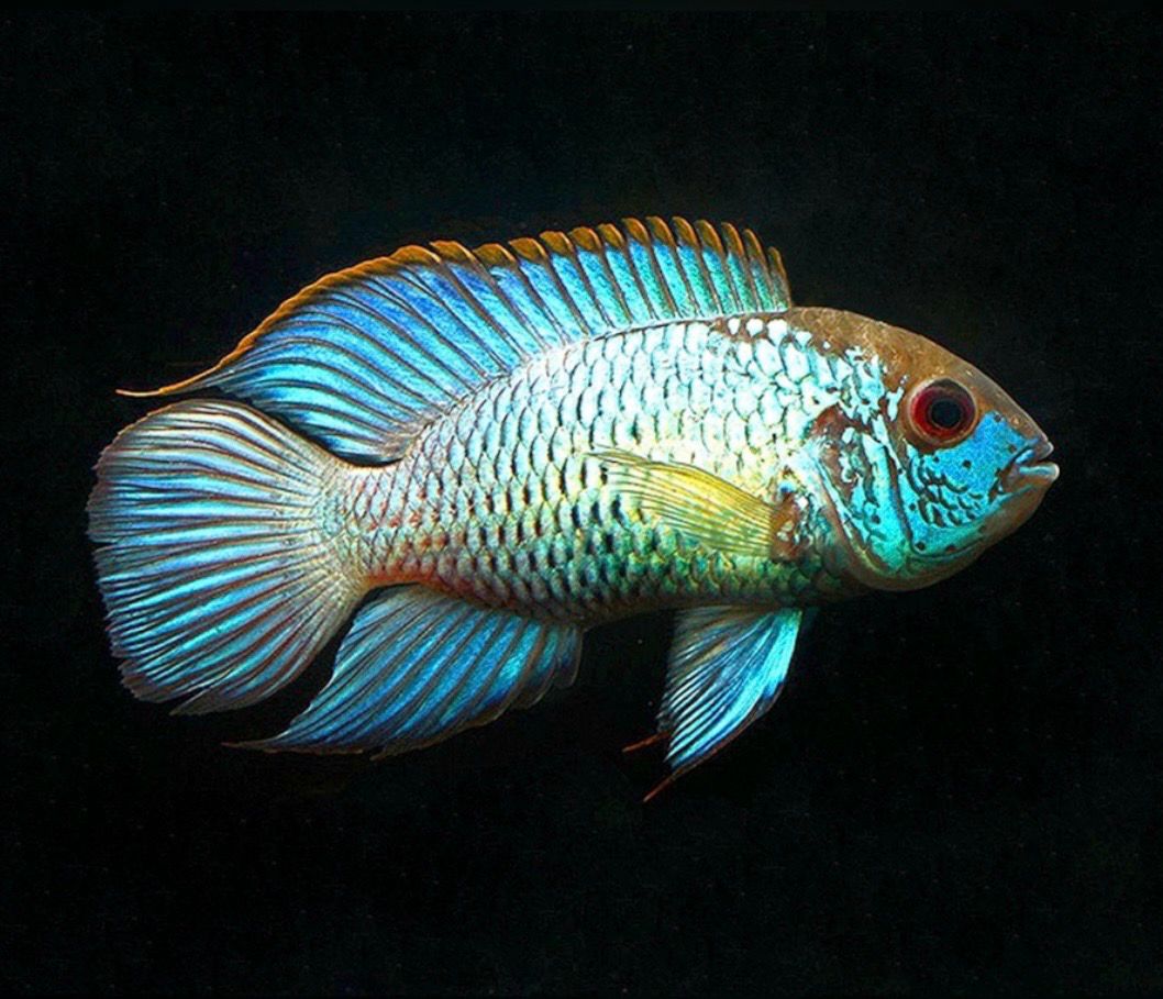 Acara Azul Eléctrico | Aequidens pulcher sp.