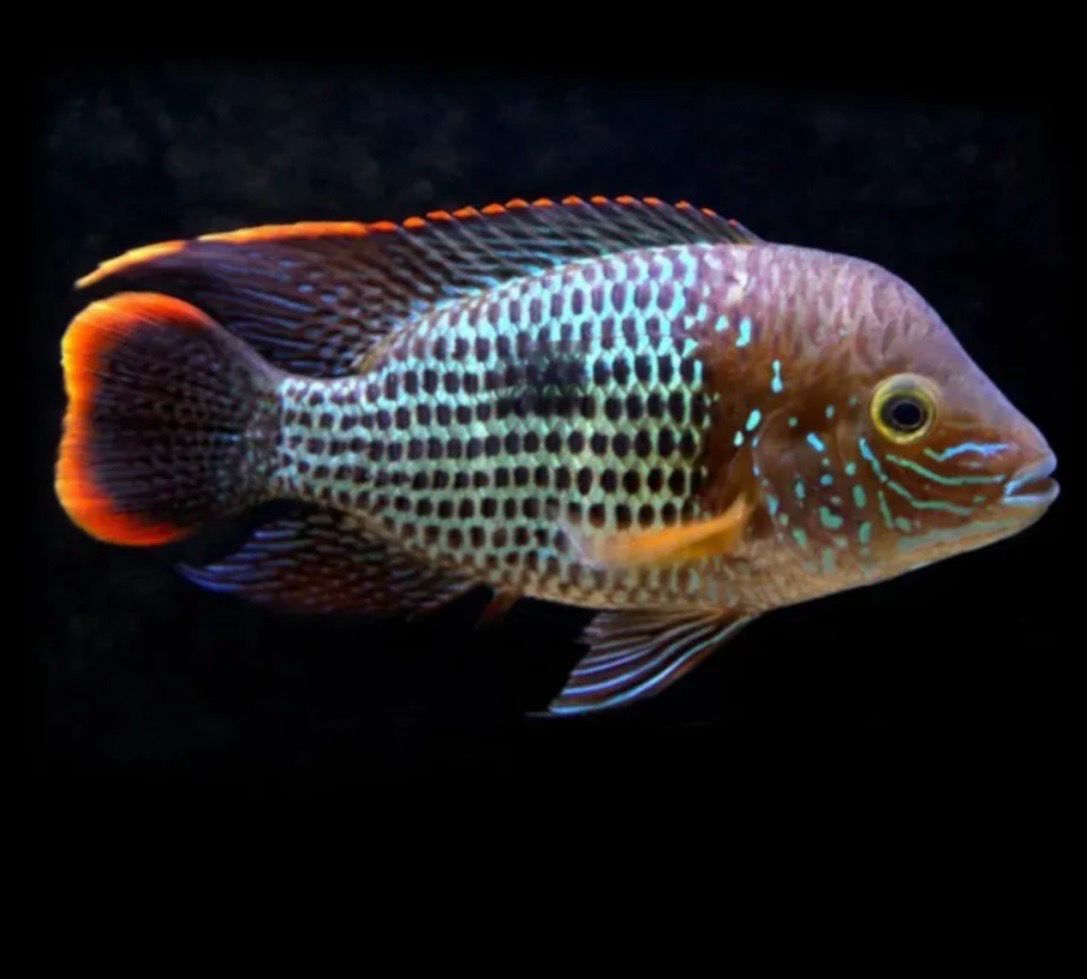Aequidens rivulatus | Andinoacara rivulatus