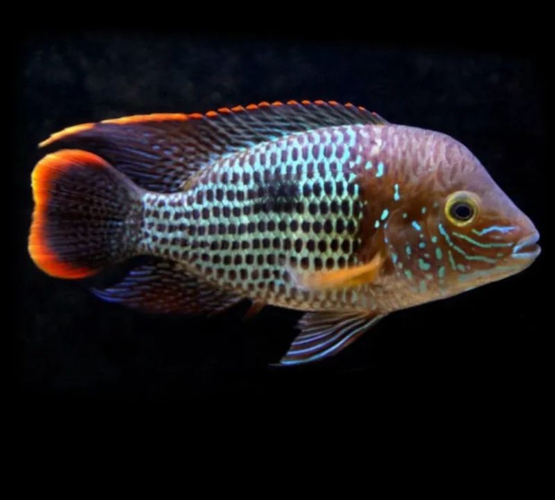 Aequidens rivulatus | Andinoacara rivulatus
