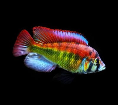 Astatotilapia aeneocolor | Astatotilapia aeneocolor