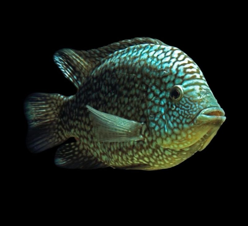 Cíclido Texas Verde | Cichlasoma carpintis