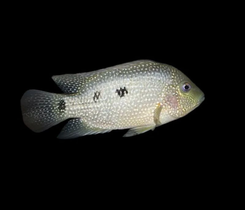 Cíclido Texas | Cichlasoma cyanoguttatum