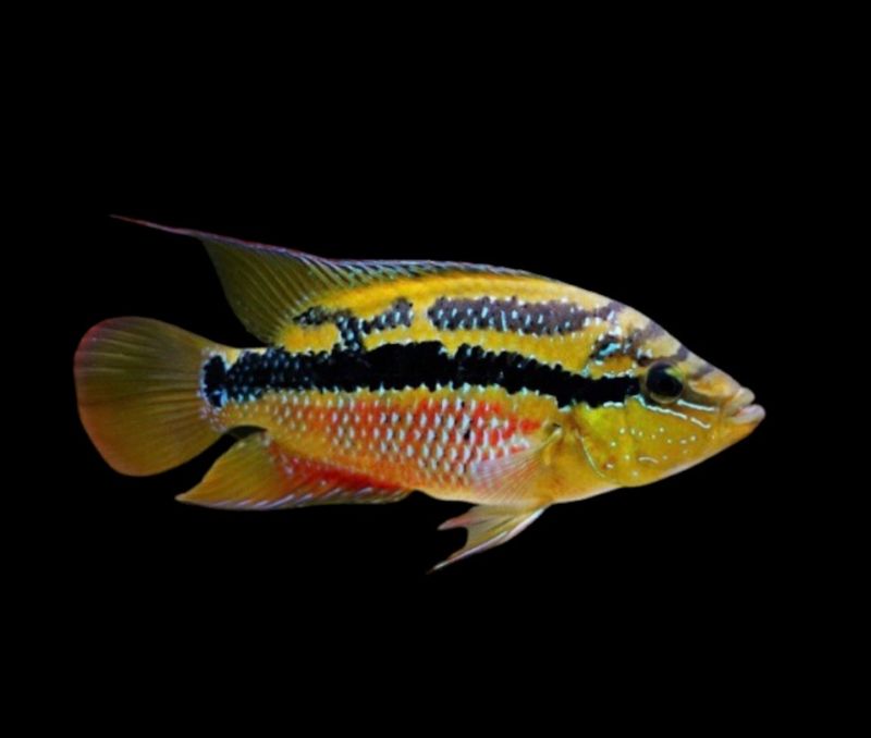 Cíclido Salvini Río Nututum | Nandopsis salvini 6-8 cm