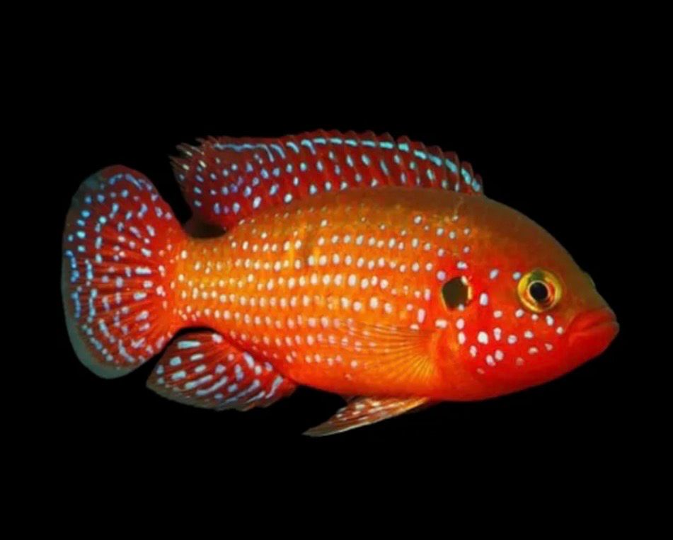 Cíclido Joya Roja | Hemichromis lifalili 4-5 cm