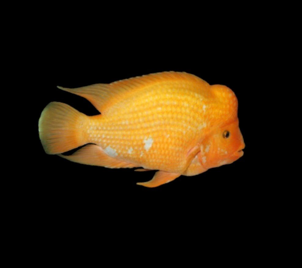 Cíclido Midas | Cichlasoma citrinellum 10-12 cm